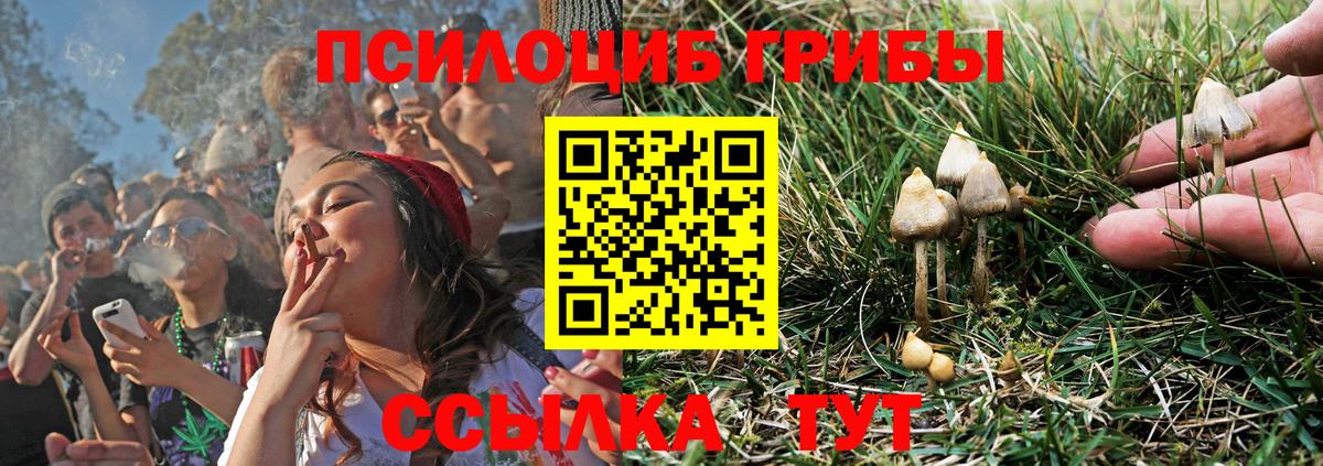Галлюциногенные грибы Psilocybe Лесосибирск